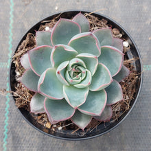 Load image into Gallery viewer, Echeveria Hera
