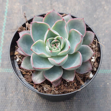 Load image into Gallery viewer, Echeveria Hera