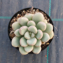 Load image into Gallery viewer, Graptoveria Avant-Garde