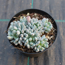Load image into Gallery viewer, Graptopetalum pachyphyllum