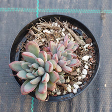 Load image into Gallery viewer, Graptoveria Purple Dreams