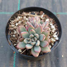 Load image into Gallery viewer, Graptoveria Purple Dreams