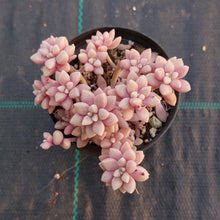 Load image into Gallery viewer, Graptopetalum mendozae 'Mirinae'