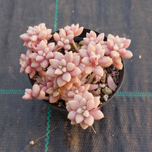 Load image into Gallery viewer, Graptopetalum mendozae 'Mirinae'