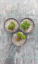 Load image into Gallery viewer, Sedum rubrotinctum Red Berry