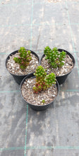 Load image into Gallery viewer, Sedum rubrotinctum Red Berry