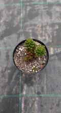 Load image into Gallery viewer, Sedum rubrotinctum Red Berry