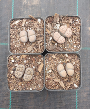 Load image into Gallery viewer, Lithops assorted (2 heads)