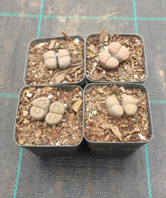 Load image into Gallery viewer, Lithops assorted (2 heads)