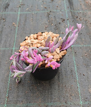 Load image into Gallery viewer, Othonna capensis - Ruby Necklace Variegated