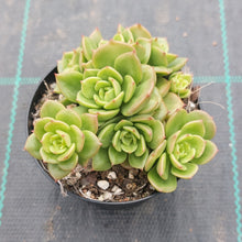 Load image into Gallery viewer, Echeveria Rolly