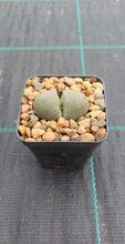 Load image into Gallery viewer, Pleiosplios nelii - Split Rock