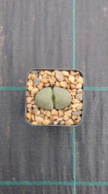 Load image into Gallery viewer, Pleiosplios nelii - Split Rock