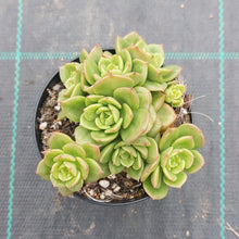 Load image into Gallery viewer, Echeveria Rolly