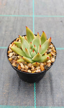 Load image into Gallery viewer, Echeveria agavoides Gaya