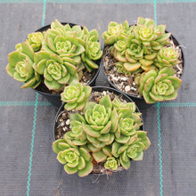 Load image into Gallery viewer, Echeveria Rolly