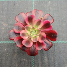 Load image into Gallery viewer, Aeonium Medusa
