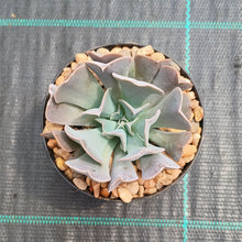 Load image into Gallery viewer, Echeveria Swan Lake