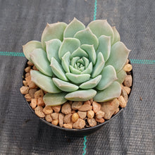 Load image into Gallery viewer, Echeveria Loving God