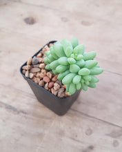 Load image into Gallery viewer, Sedum Burro's Tail