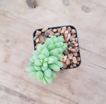 Load image into Gallery viewer, Sedum Burro's Tail