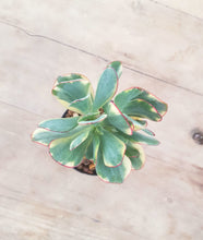 Load image into Gallery viewer, Crassula Bluebird Variegated