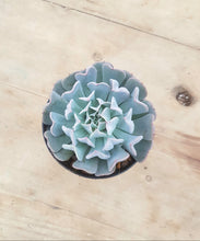 Load image into Gallery viewer, Echeveria Pinwheel Revolution