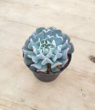 Load image into Gallery viewer, Echeveria Pinwheel Revolution