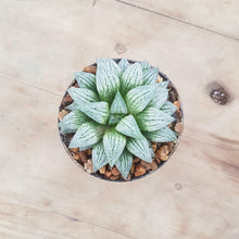 Load image into Gallery viewer, Haworthia Silver Kiwi