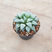 Load image into Gallery viewer, Haworthia Silver Kiwi