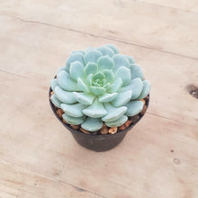 Load image into Gallery viewer, Echeveria Clara