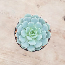 Load image into Gallery viewer, Echeveria Clara
