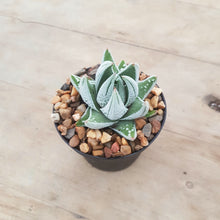 Load image into Gallery viewer, Haworthia Emperor
