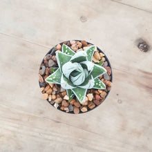 Load image into Gallery viewer, Haworthia Emperor