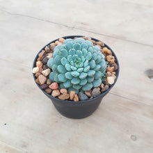 Load image into Gallery viewer, Echeveria minima