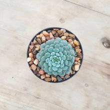 Load image into Gallery viewer, Echeveria minima