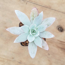 Load image into Gallery viewer, Echeveria Cante