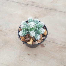Load image into Gallery viewer, Mammillaria gracilis