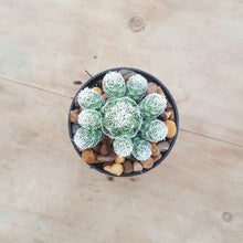 Load image into Gallery viewer, Mammillaria gracilis