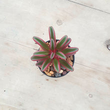 Load image into Gallery viewer, Peperomia graveolens