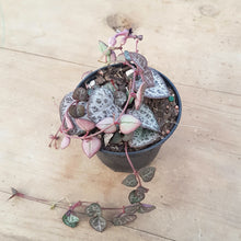 Load image into Gallery viewer, Ceropegia Chain of Hearts