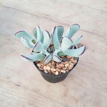 Load image into Gallery viewer, Cotyledon orbiculata 'Oophylla'