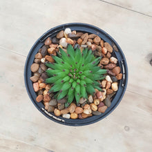 Load image into Gallery viewer, Sempervivum Pittoni