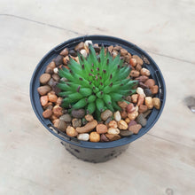 Load image into Gallery viewer, Sempervivum Pittoni
