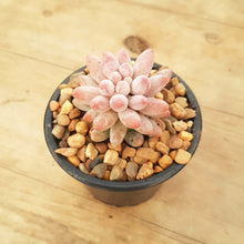 Load image into Gallery viewer, Pachyphytum Baby Fingers
