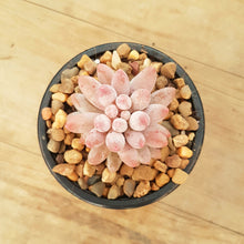 Load image into Gallery viewer, Pachyphytum Baby Fingers