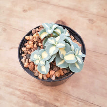 Load image into Gallery viewer, Sedum seiboldii variegated