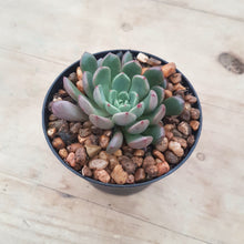 Load image into Gallery viewer, Graptoveria Pink Ruby