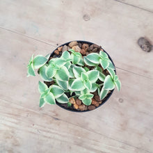 Load image into Gallery viewer, Crassula Calico Kitten