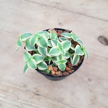 Load image into Gallery viewer, Crassula Calico Kitten